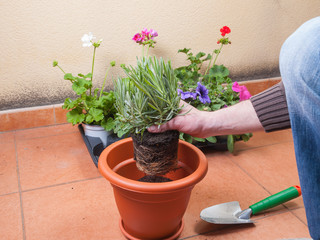 Transplanting lavender plant