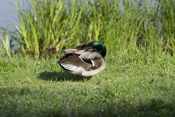 duck
