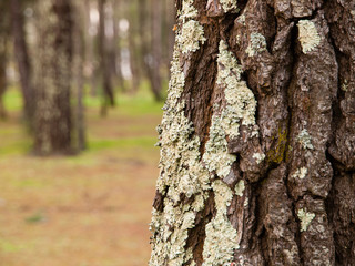 Trunk detail outdoors