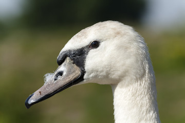 swan
