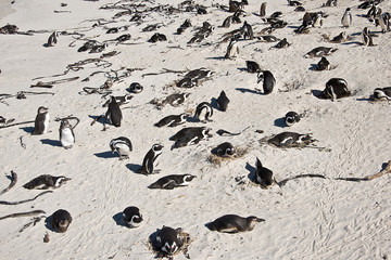 Fototapeta premium African penguins, Boulders national Park, South Africa