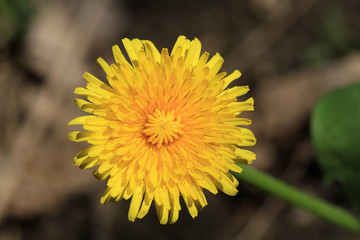 Dandelion