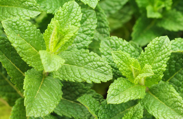 Fototapeta na wymiar Sprigs of fresh mint in the garden