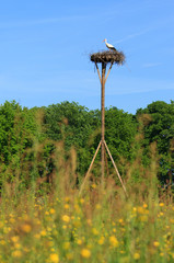 White Stork on a nesting pole