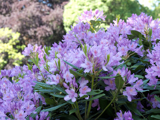 Obraz premium Rhododendron
