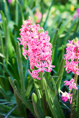 Fototapeta premium Bright colorful pink hyacinths