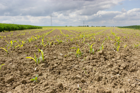 junger Mais wächst auf dem Feld in der Landwirtschaft