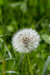 dandelion