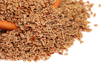 Medicinal Isabgol or psyllium husks