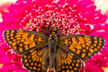butterfly on a flower close-up