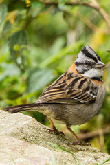 Morgenammer (Zonotrichia capensis)