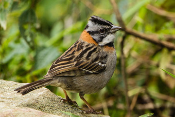 Morgenammer (Zonotrichia capensis)