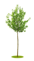 Freigestellter junger Ahorn im Frühling