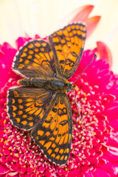 butterfly on a flower close-up