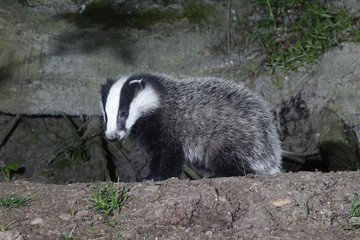 Badger, Meles meles © Erni