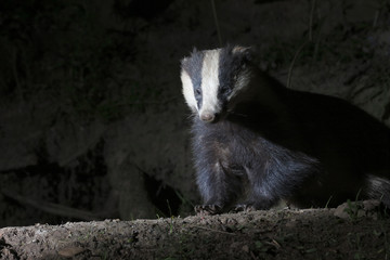 Badger, Meles meles © Erni