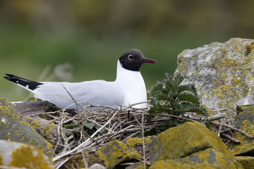 Black-headed gull, Larus ridibundus