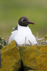 Black-headed gull, Larus ridibundus