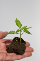 young shoots of the plant in hand with land