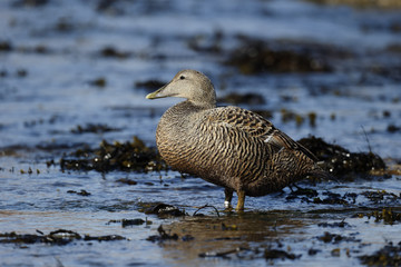Eider duck, Somateria mollissima