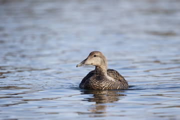 Eider duck, Somateria mollissima