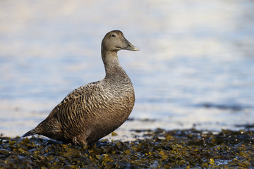Eider duck, Somateria mollissima