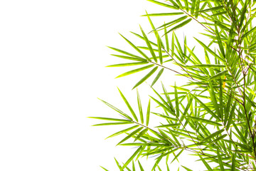 Bamboo leave on white background