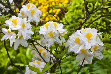 Azalea Persil white and yellow.