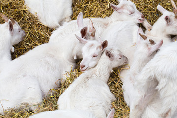 Domestic goats in the farm