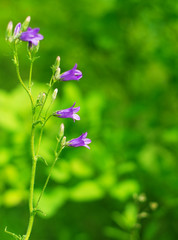 bell growing on meadow