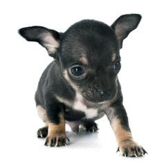 Obraz premium puppies chihuahua