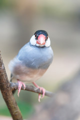 Java Sparrow (Lonchura oryzivora) bird