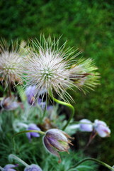 Pulsatilla vulgaris