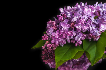 Lilac flowers on  black background
