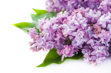 Obraz premium Floral background lilac flowers on white background