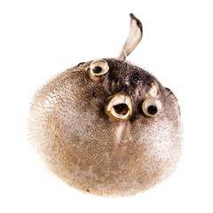 Puffer fish © Dario Lo Presti