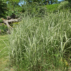 canne de provence panachée