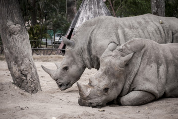 Fototapeta premium White Rhino