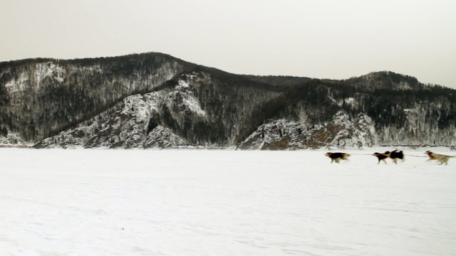 Sled Dog Moves across the Winter Landscape