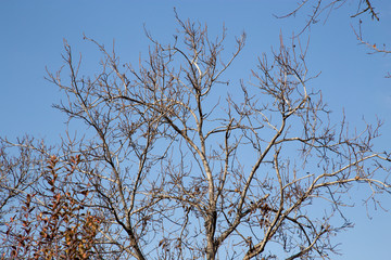 bare tree branches against the sky