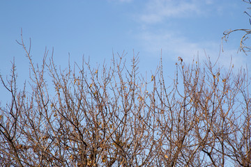 bare tree branches against the sky