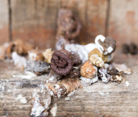 bird droppings. Macro