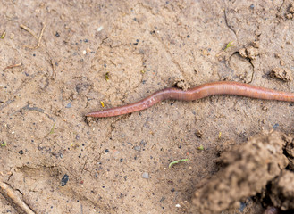 a worm on the ground. Macro