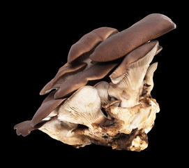 oyster mushrooms on a black background