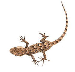 Naklejka premium lizard on a white background. Macro