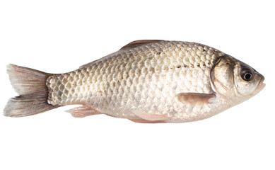 fish on a white background