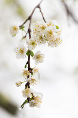 Snow on the trees in spring colors