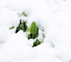 snow on a green sorrel