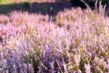 Heather in bloom