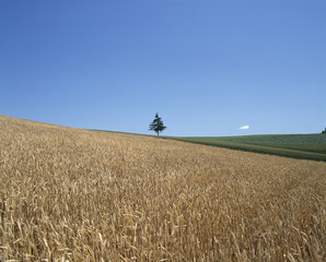 The image of landscape